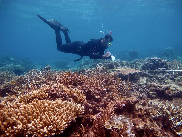 scientific diver on coral reefs in Karimunjawa NP