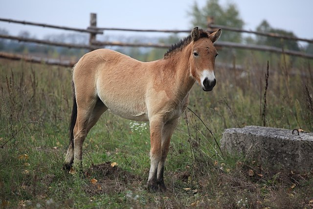 Endangered Przewalski's horse 