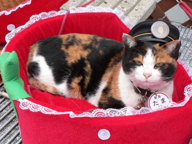 Stationmaster Tama in her cat bed.