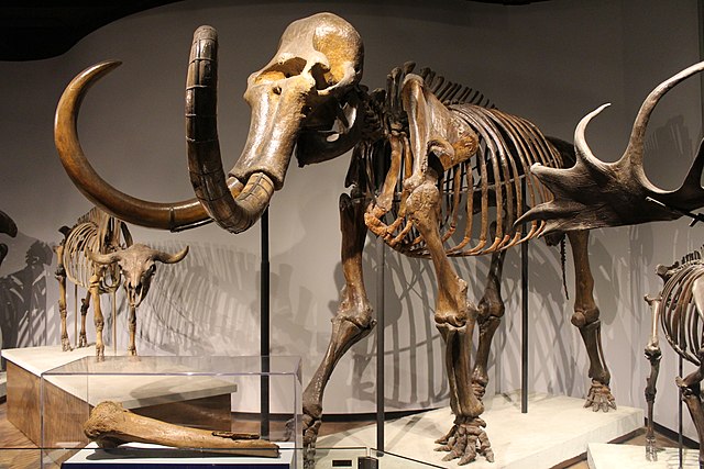 Woolly Mammoth Skeleton on display at the Field Museum of Natural History
