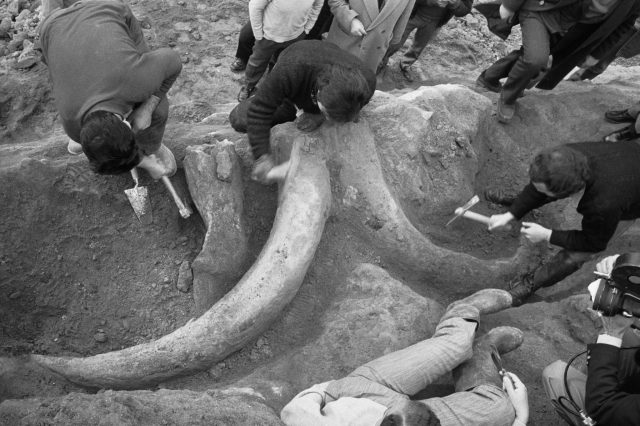 Italian workers with the tusks of a 250,000 year old woolly mammoth