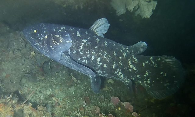 A coelacanth in the waters off South Africa