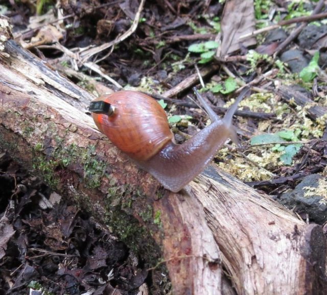 A rosy wolfsnail marked and equipped with a Michigan Micro Mote computer system in the Fautaua-Iti Valley site in Tahiti.