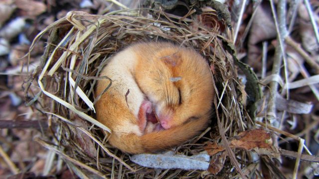 A hazel dormouse or common dormouse (Muscardinus avellanarius) during hibernation found in a bird nest.