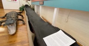 Dugout canoe found in Florida lake
