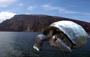 Fernandina Island giant tortoise