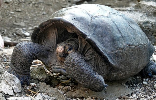 A specimen of the giant Galapagos tortoise Chelonoidis phantasticus, thought to have gone extint about a century ago, is seen at the Galapagos National Park on Santa Cruz Island in the Galapagos Archipelago
