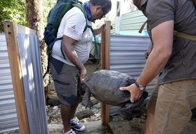 Washington Tapia (L), member of Galapagos Conservancy, holds a specimen of the giant Galapagos tortoise Chelonoidis phantasticus, thought to have gone extinct about a century ago, at the Galapagos National Park on Santa Cruz Island in the Pacific Ocean 1000 km off the coast of Ecuador, on February 19, 2019.