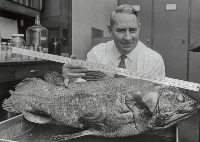 A scientist measuring a dead coelacanth