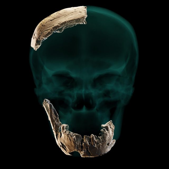 Computer reconstruction of the Nesher Ramla skull, featuring the found fossil fragments