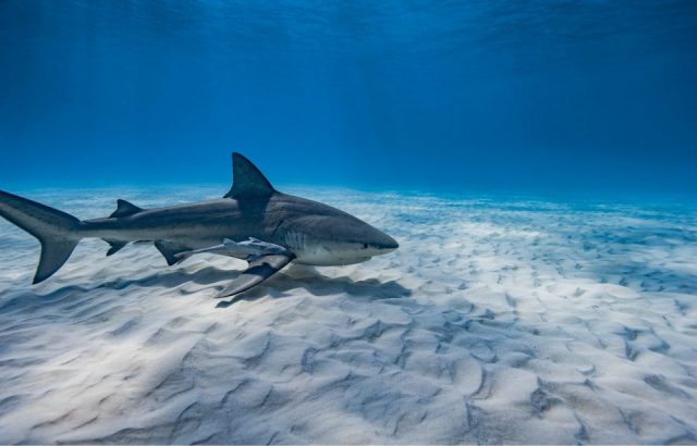 Bull shark in water
