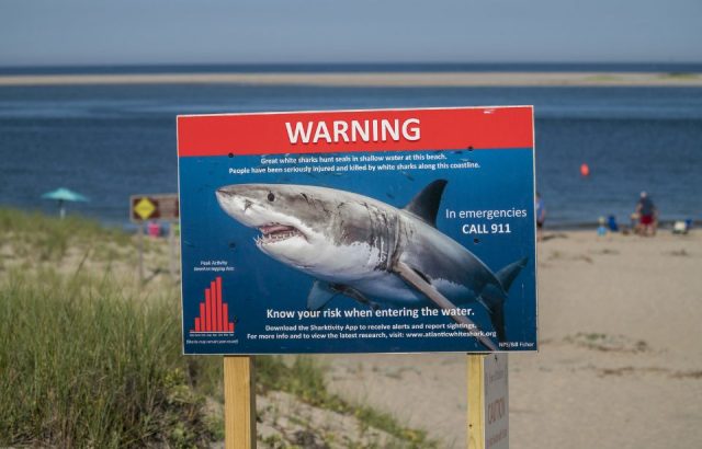 Beachgoers swim near a sign warning of risk in the waters where one of the world's highest concentrations of great white sharks is found.