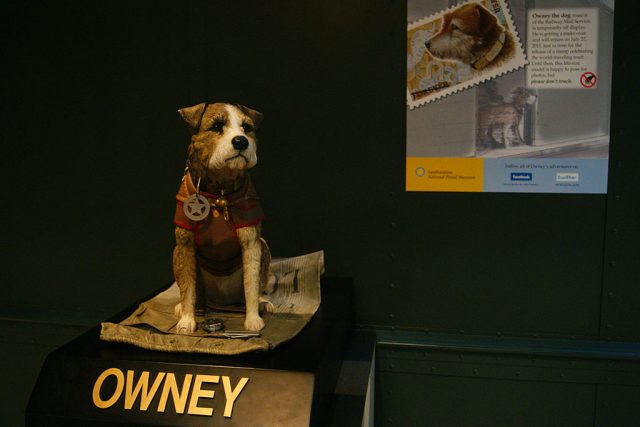 A “Phony Owney” takes the real dog’s place in the exhibit for the duration of his makeover at the National Postal Museum in Washington, DC July 21, 2011. (Photo Credit: LaurÃ©n Abdel-Razzaq/The Washington Post via Getty Images)
