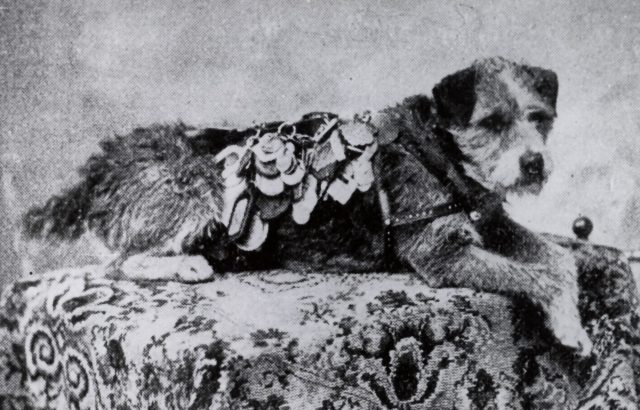 (Photo Credit: By {{{1}}} – Flickr: Owney, Public Domain, accessed via Wikimedia Commons)