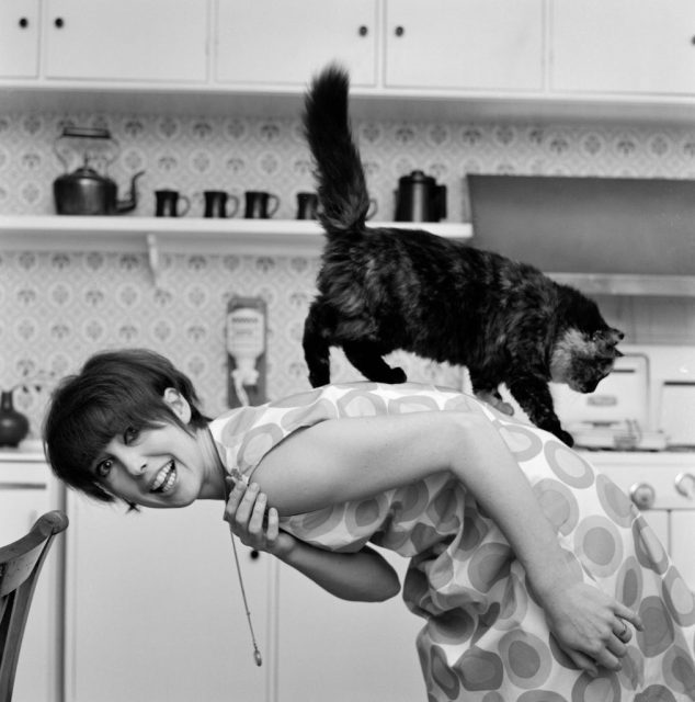 Actress Una Stubbs pictured at her Radlett home with her cat called ‘Corrigan’, 13th December 1964. (Photo Credit: Bob Hope/Mirrorpix/Getty Images)