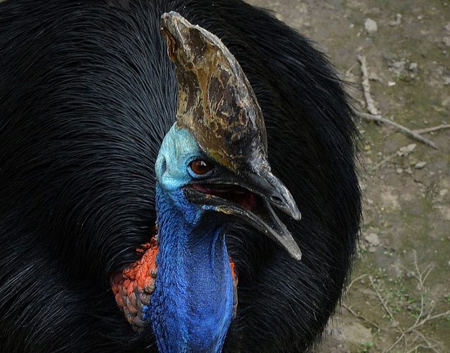 Cassowary with its mouth open