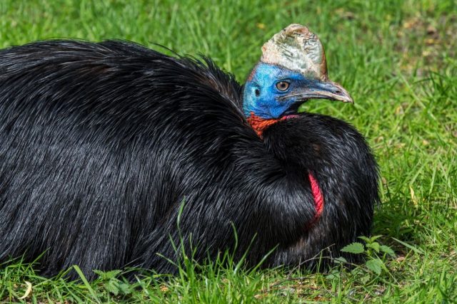 Cassowary sitting in the grass