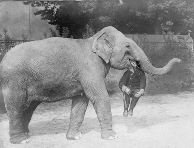 Circus elephant with a man's head in its mouth