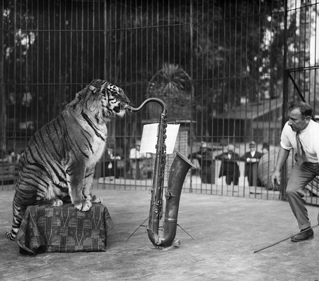 Circus tiger playing a saxophone