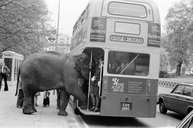 Circus elephant walking into a double decker bus