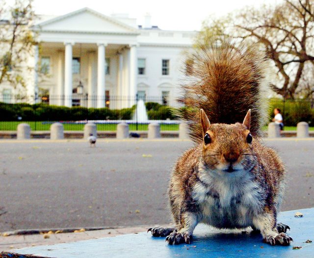 A ground squirrel in Lafayette Park across from the White House (Photo Credit: PAUL J. RICHARDS/AFP via Getty Images)
