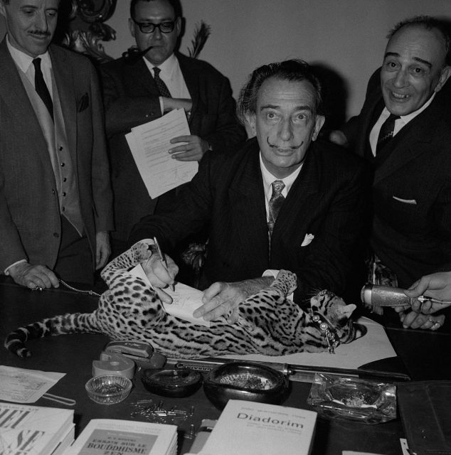 The artist Salvador Dali signed his edition contract for his next book on his 14 months’ young ocelot called Baby on May 13, 1965. (Photo Credit: Keystone-France/Gamma-Keystine via Getty Images)