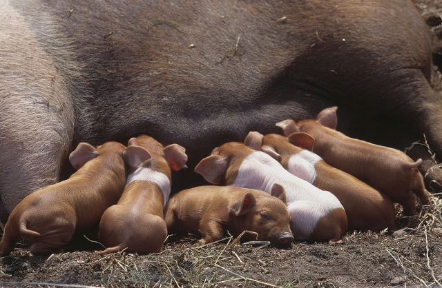 Red-colored Husum pig: Piglets from the Warder zoo, a protection park for rare and endangered breeds of pets. Taken in 1999. (Photo Credit: Ingo Barth/ullstein bild via Getty Images)