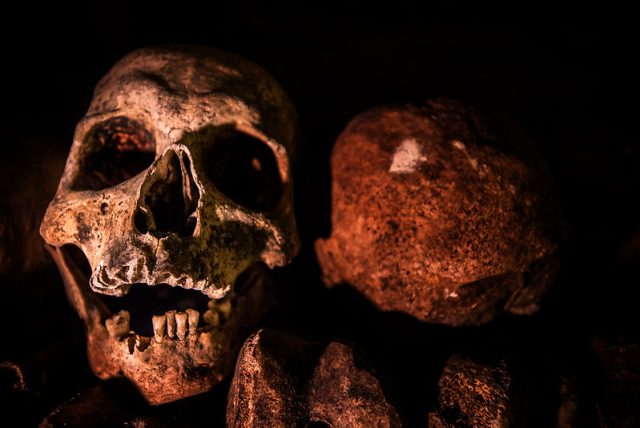 Skull next to a rock in the Catacombs of Paris