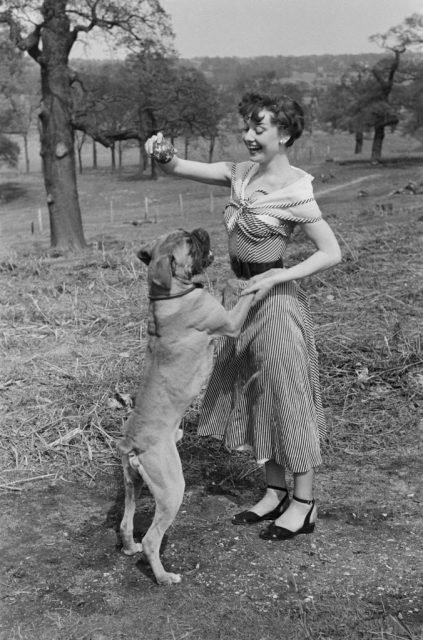 Audrey Hepburn playing with a large dog