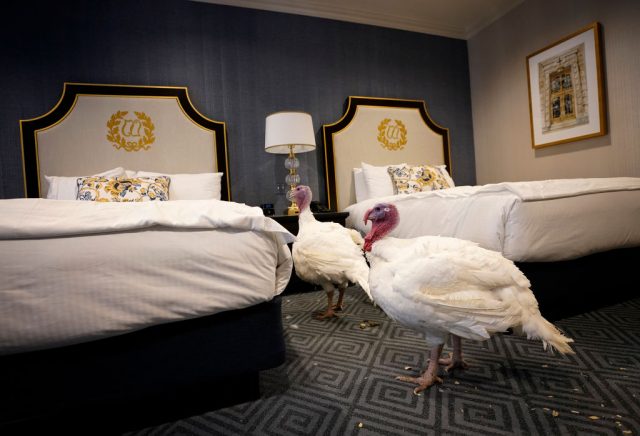 Bread and Butter, the National Thanksgiving Turkey and its alternate, walk in their hotel room at the Willard Hotel after being introduced to members of the media during a press conference held by the National Turkey Federation November 25, 2019 in Washington, DC. The two turkeys will both be ‘pardoned’ following the presentation of the national turkey to U.S. President Donald Trump scheduled for tomorrow. (Photo Credit: Win McNamee/Getty Images)