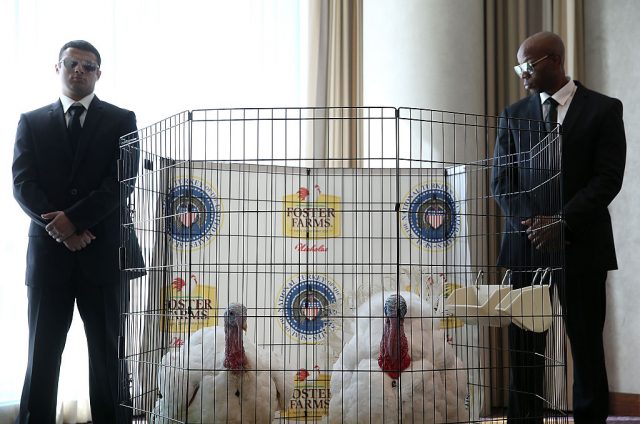 SMen dressed as secret service agents stand guard next to two Nicholas White turkeys that are presidential turkey candidates during a press conference at the InterContinental Hotel on November 6, 2015 in San Francisco, California. (Photo Credit: Justin Sullivan/Getty Images)