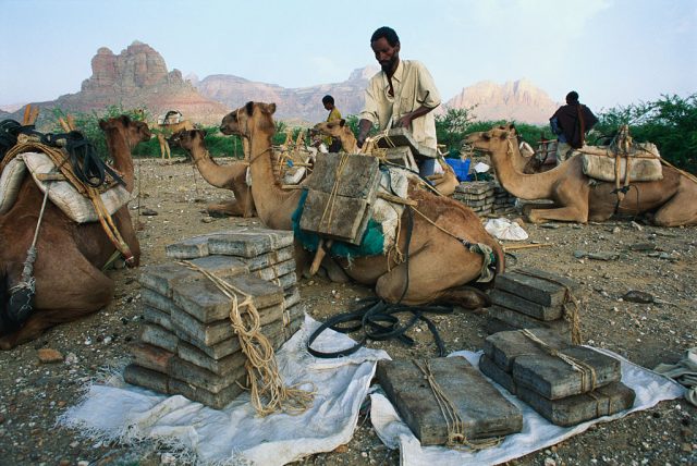 Loading bricks of salt onto camels at sunrise on the long trek from Bare Ale in the Danakil Depression to Adwa in the Ethiopian highlands. The salt trade is as ancient as Ethiopian civilization, where salt was once used as a form of currency. (Photo Credit: George Steinmetz / Contributor)