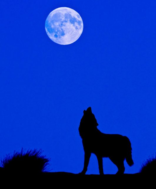 Grey Wolf howling at the full moon