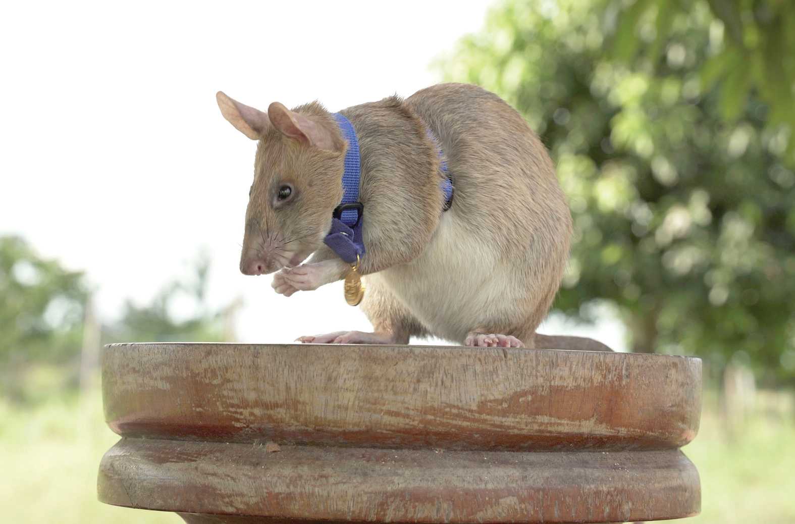 magawa the rat with tiny medal