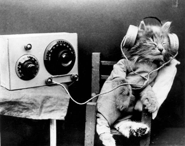 cat wearing headphones listening to the radio 