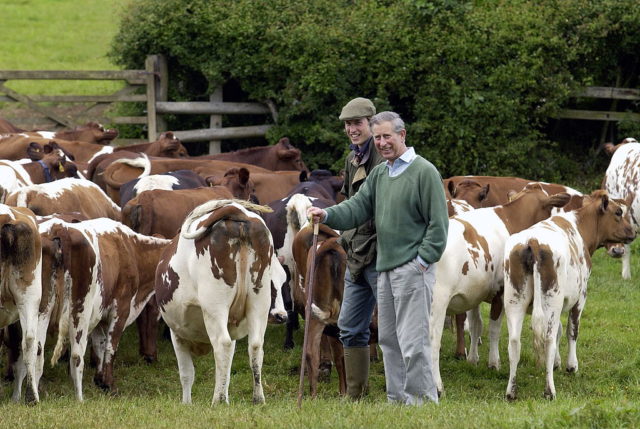Prince William with Prince Charles and cows