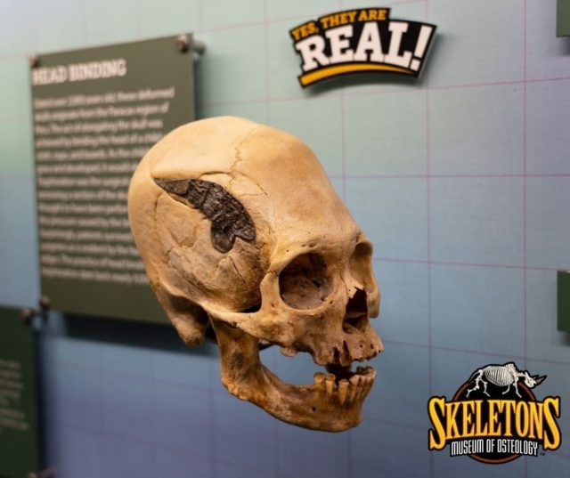 skull of Peruvian warrior 