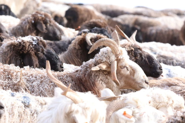Flock of sheep in China