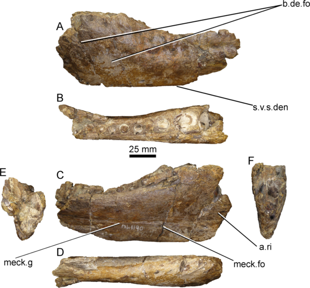 Iberospinus natarioi bones with measurements