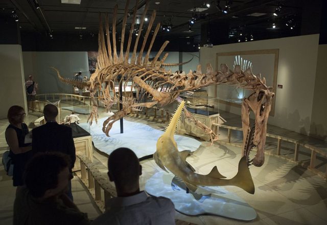 Skeletal model of a Spinosaurus 