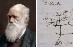 Portrait of Charles Darwin + Charles Darwin's tree of life