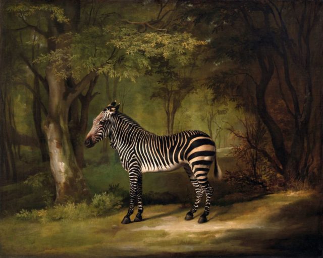 An original portrait of Queen Charlotte's zebra painted by artist George Stubbs. 