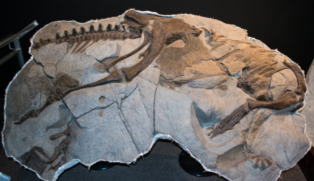 Thescelosaurus fossil 
