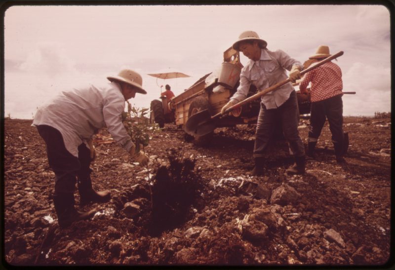 10,000 acres of the island of Hawaii is devoted to growing macadamia nuts, and production is increasing