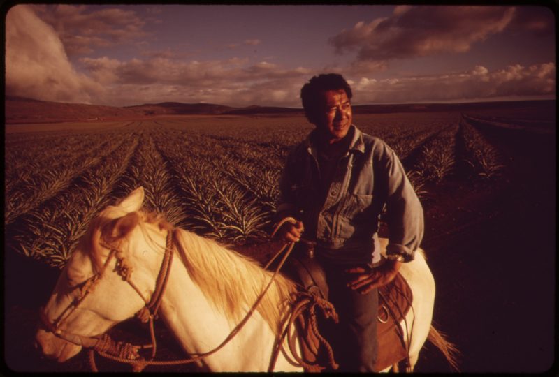 With pineapple fields as his arena, Henri Aki takes his horse for a late afternoon training session near Lanai City. Pineapple growing takes up 16,000 acres of the island's territory