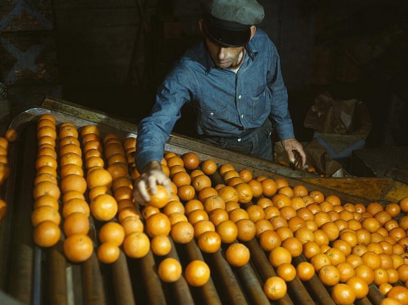 Co-op orange packing plant, Redlands, Calif. Workman is doing the preliminary sorting, picking out the discards. Santa Fe, 1943