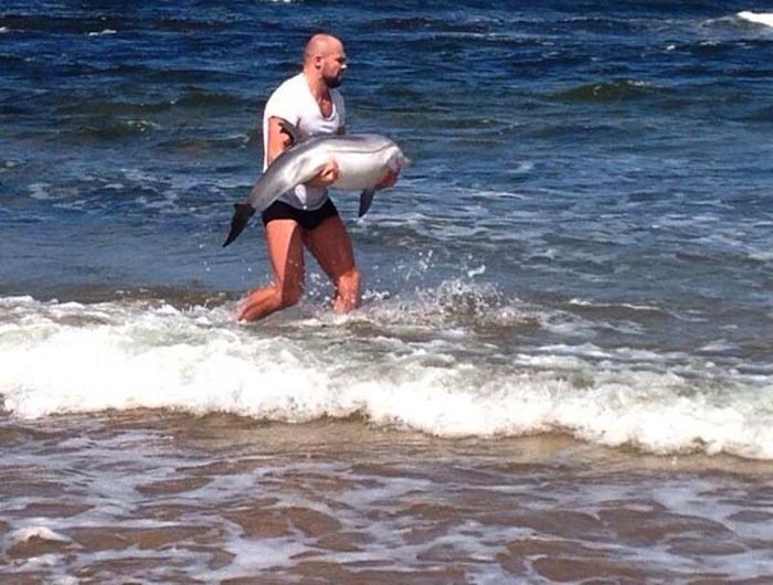 A man rescues a beached baby dolphin, carrying it back into the ocean.