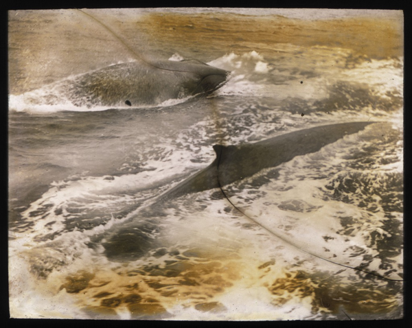 Incredible Photographs from the 1911 Australasian Antarctic Expedition (12)