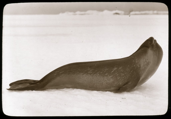 Incredible Photographs from the 1911 Australasian Antarctic Expedition (15)