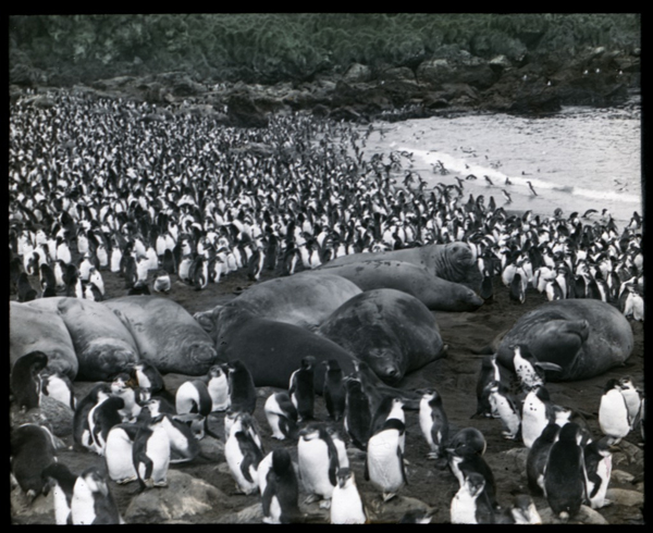 Incredible Photographs from the 1911 Australasian Antarctic Expedition (19)